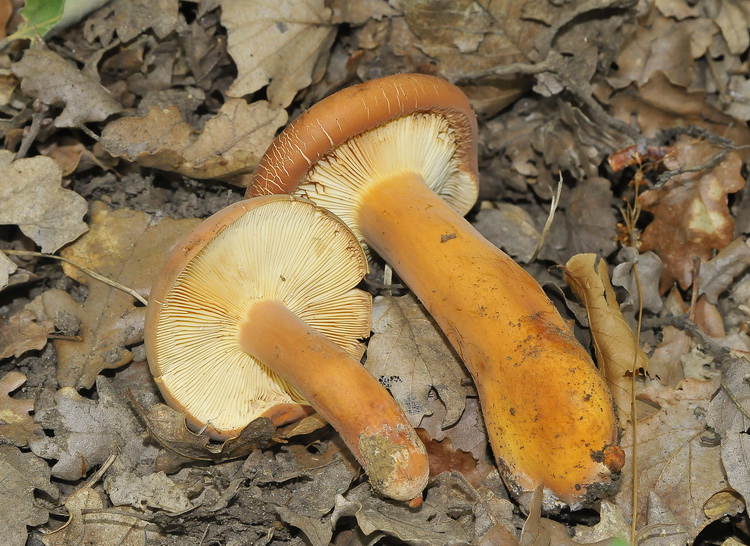 Lactarius volemus